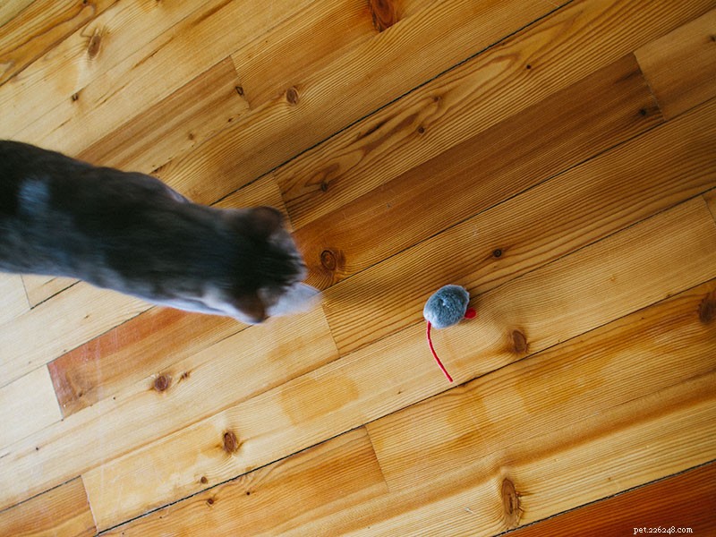 Why Is My Cat So Hyper? Effective Ways to Calm a Hyperactive Feline