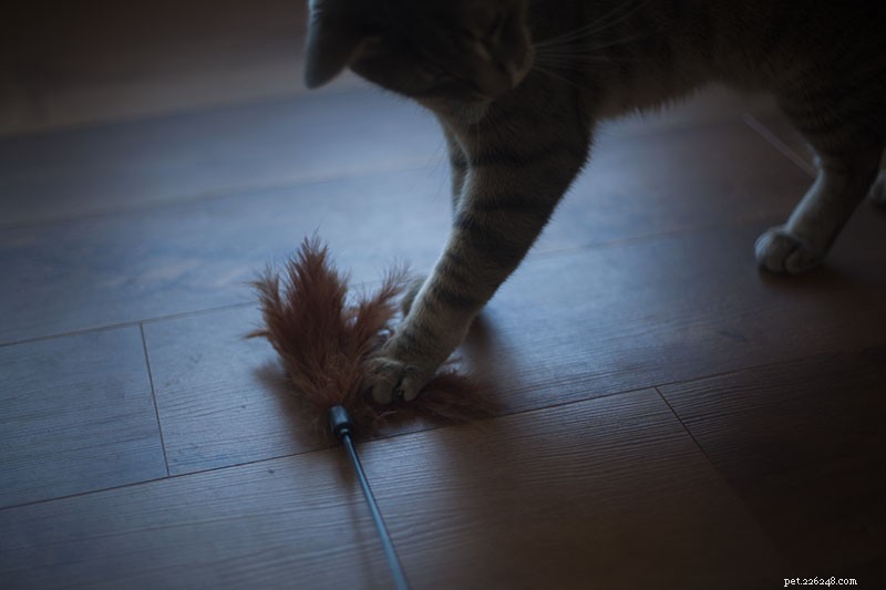 Why Is My Cat So Hyper? Effective Ways to Calm a Hyperactive Feline