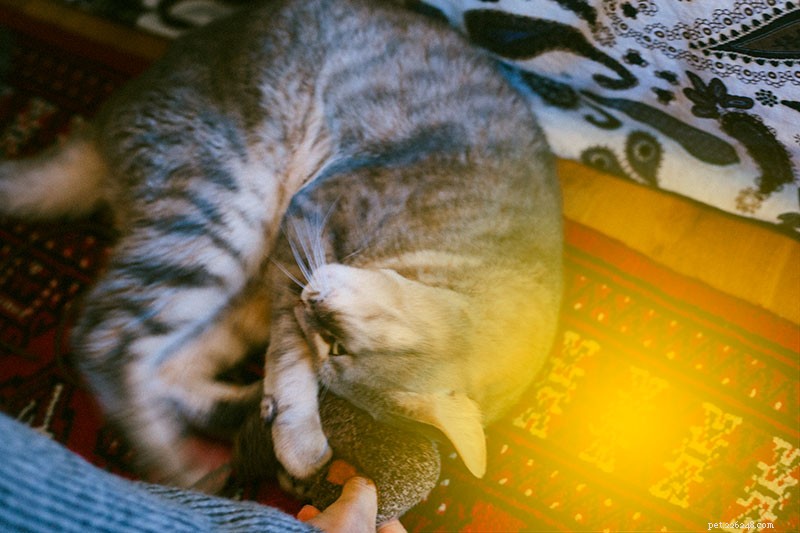 Why Is My Cat So Hyper? Effective Ways to Calm a Hyperactive Feline