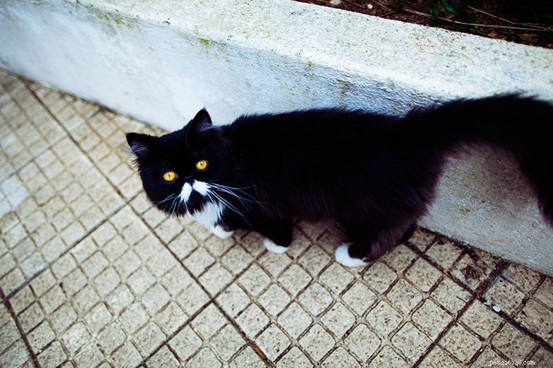 Stop Cats From Damaging Your Car: Proven Strategies to Keep Them Away
