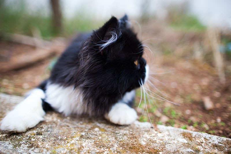 Stop Cats From Damaging Your Car: Proven Strategies to Keep Them Away