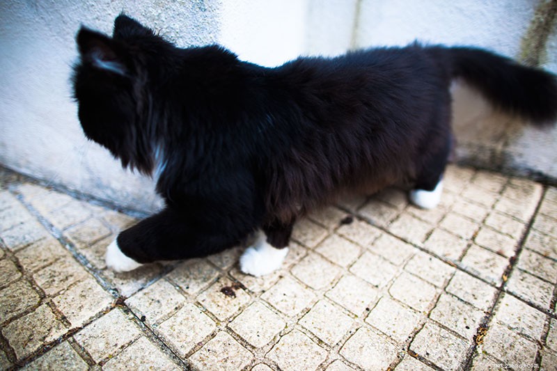 Stop Cats From Damaging Your Car: Proven Strategies to Keep Them Away