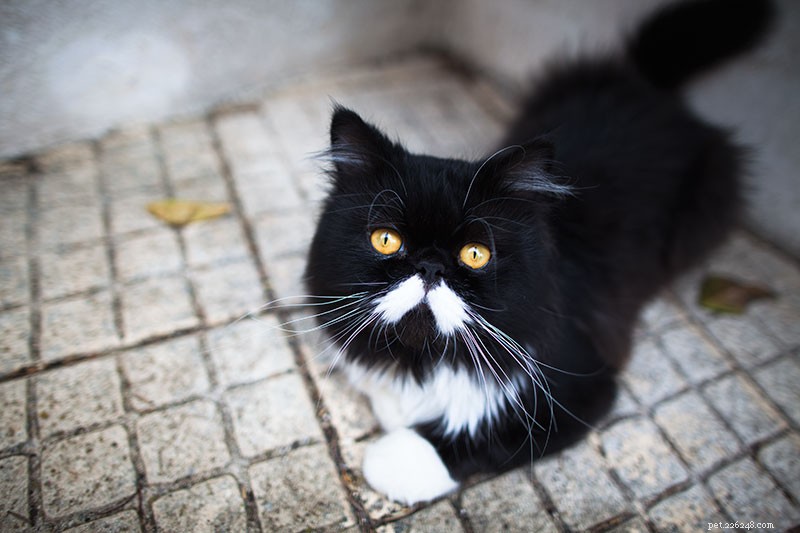 Stop Cats From Damaging Your Car: Proven Strategies to Keep Them Away