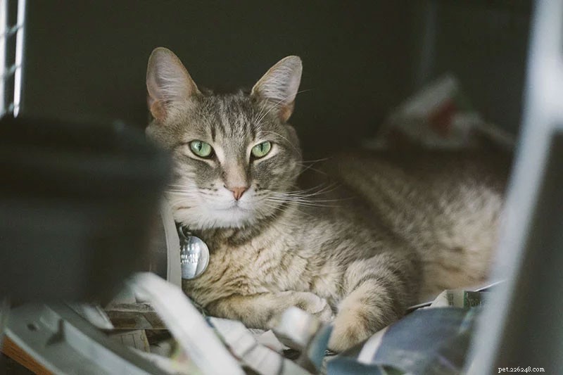 Train Your Cat to Feel Calm and Comfortable in Cars – Simple, Effective Techniques