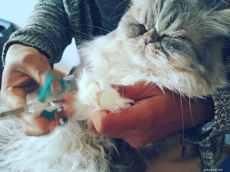 Why Cats Resist Nail Trims & Expert Tips for Safe Clipping