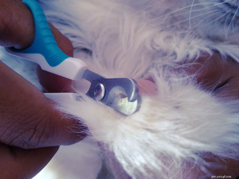Why Cats Resist Nail Trims & Expert Tips for Safe Clipping