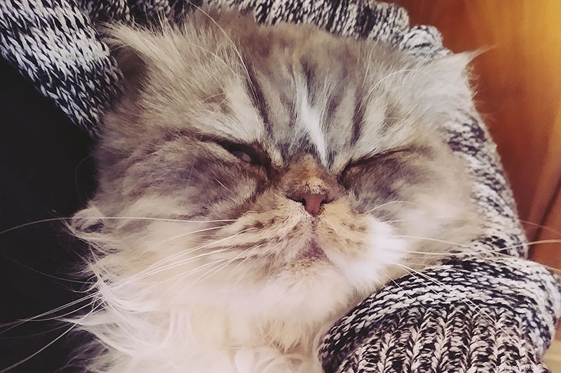 Why Cats Resist Nail Trims & Expert Tips for Safe Clipping