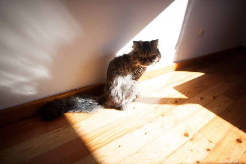 How to Safely and Humanely Relocate a Cat You Can t Keep