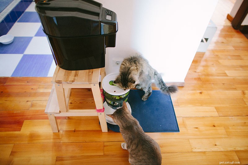 How to Safely and Humanely Relocate a Cat You Can t Keep