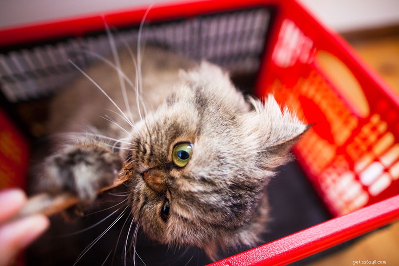 How to Safely and Humanely Relocate a Cat You Can t Keep