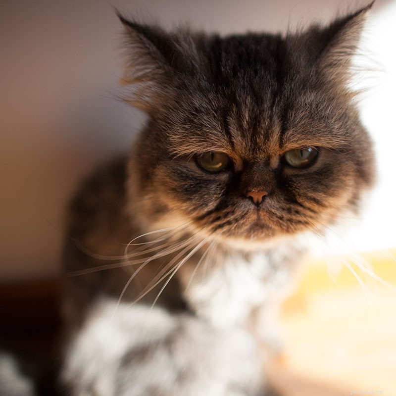 How to Safely and Humanely Relocate a Cat You Can t Keep