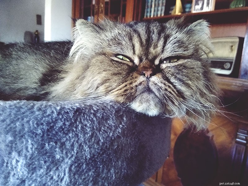 How to Safely and Humanely Relocate a Cat You Can t Keep