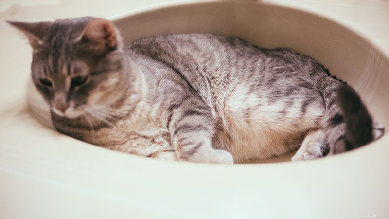 Do Cats Need Baths? A Professional Guide to Cat Grooming and Bathing Frequency