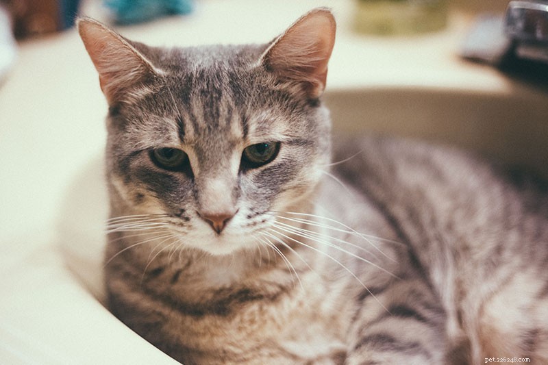 Do Cats Need Baths? A Professional Guide to Cat Grooming and Bathing Frequency