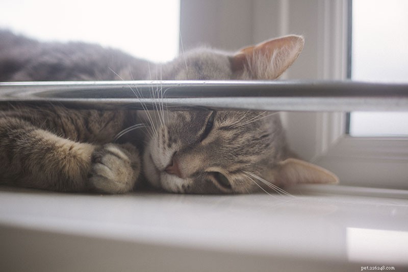 5 Proven Ways to Keep Your Indoor Cat Engaged and Boredom-Free