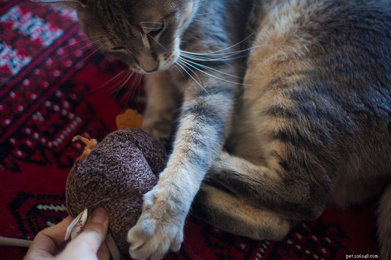 5 Proven Ways to Keep Your Indoor Cat Engaged and Boredom-Free