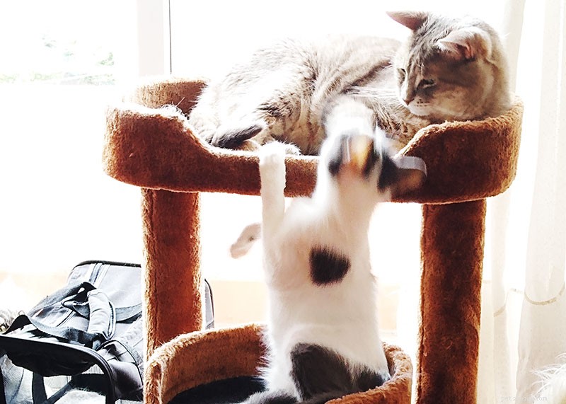 5 Proven Ways to Keep Your Indoor Cat Engaged and Boredom-Free
