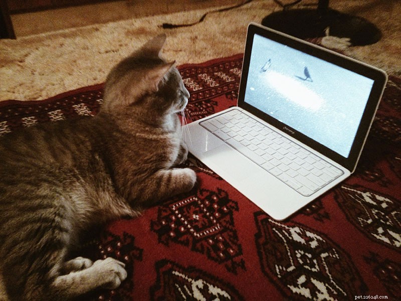5 Proven Ways to Keep Your Indoor Cat Engaged and Boredom-Free