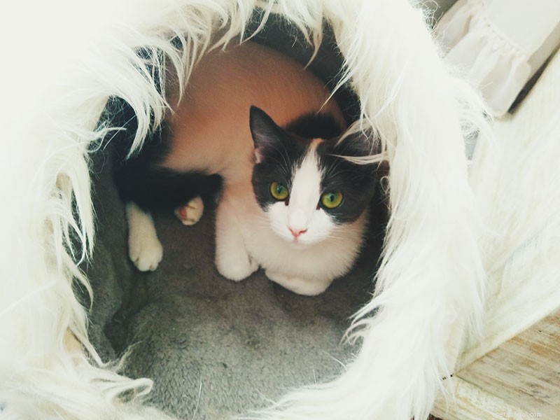 5 Proven Ways to Keep Your Indoor Cat Engaged and Boredom-Free