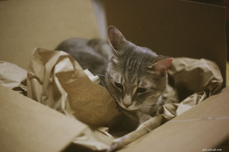 5 Proven Ways to Keep Your Indoor Cat Engaged and Boredom-Free