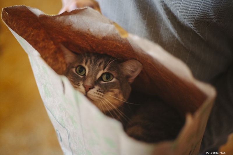 5 Proven Ways to Keep Your Indoor Cat Engaged and Boredom-Free
