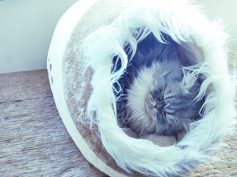 5 Proven Ways to Keep Your Indoor Cat Engaged and Boredom-Free