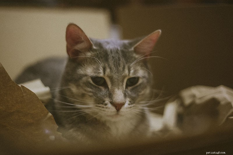 5 Proven Ways to Keep Your Indoor Cat Engaged and Boredom-Free