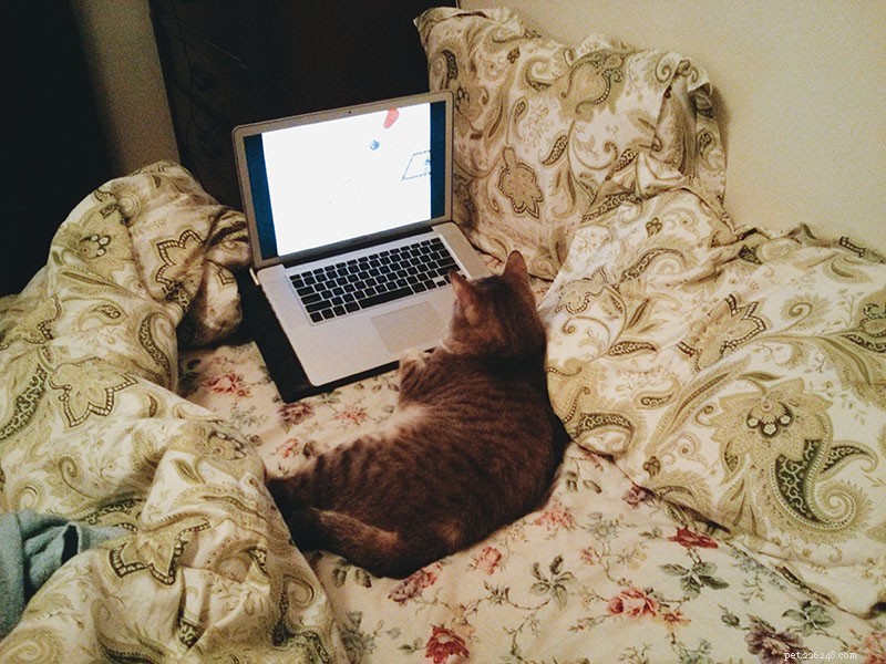 5 Proven Ways to Keep Your Indoor Cat Engaged and Boredom-Free