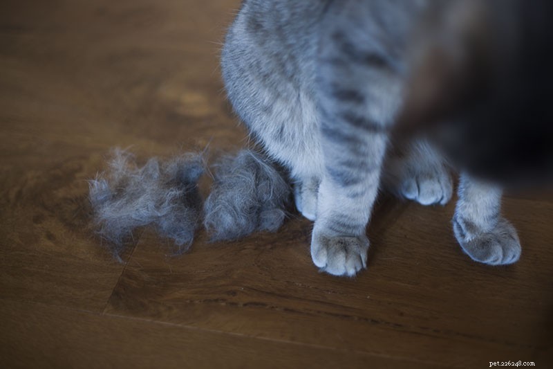 Effortless Cat Grooming: How a Deshedding Tool Keeps Your Feline Fluffy and Your Home Clean