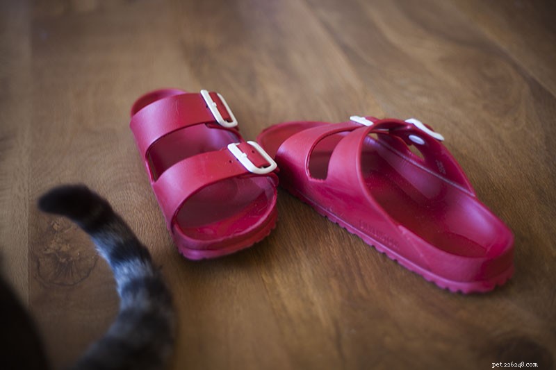 Effortless Cat Grooming: How a Deshedding Tool Keeps Your Feline Fluffy and Your Home Clean