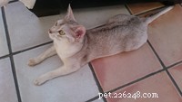 Abyssinian Cat Breed Profile: Traits, Care & Personality