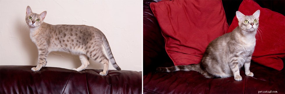 Australian Mist Cat: Elegant, Easy‑going Companion – Breed Profile & Care Tips