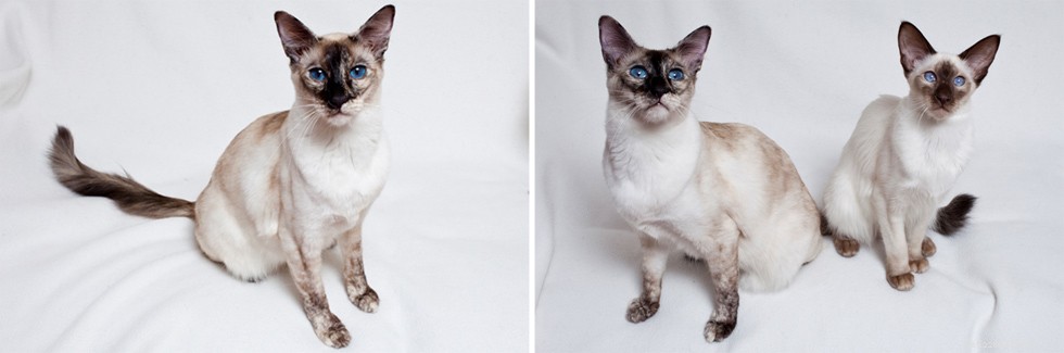 Balinese Cat Breed Profile: Graceful, Semi-Longhaired Beauty