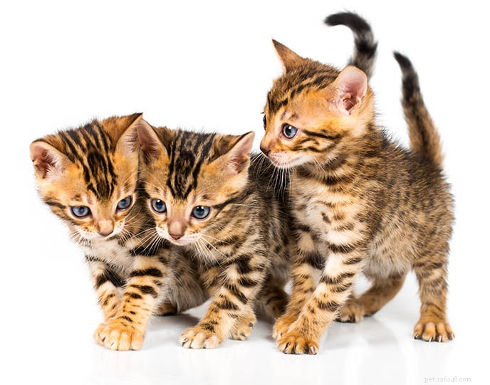 Bengal Cat: Complete Breed Profile & Expert Guide