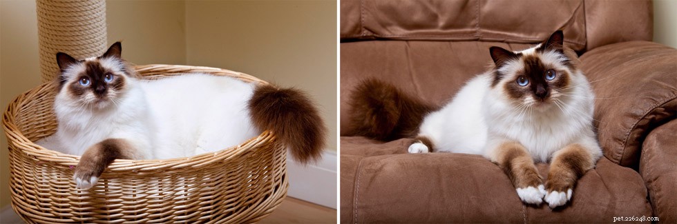 Birman Cat Breed Profile: Elegant, Affectionate, and Ideal Companion