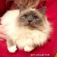 Birman Cat Breed Profile: Elegant, Affectionate, and Ideal Companion