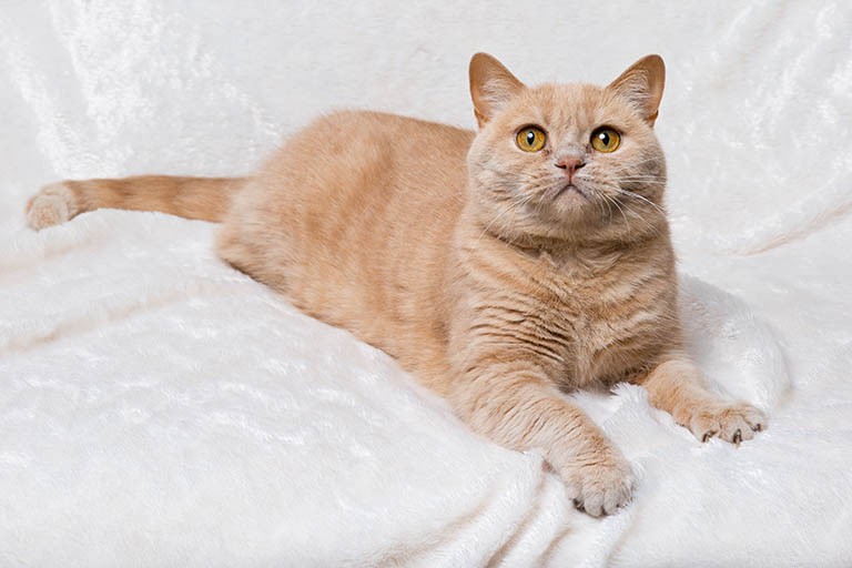 British Shorthair Cat: In-Depth Breed Profile & Key Facts