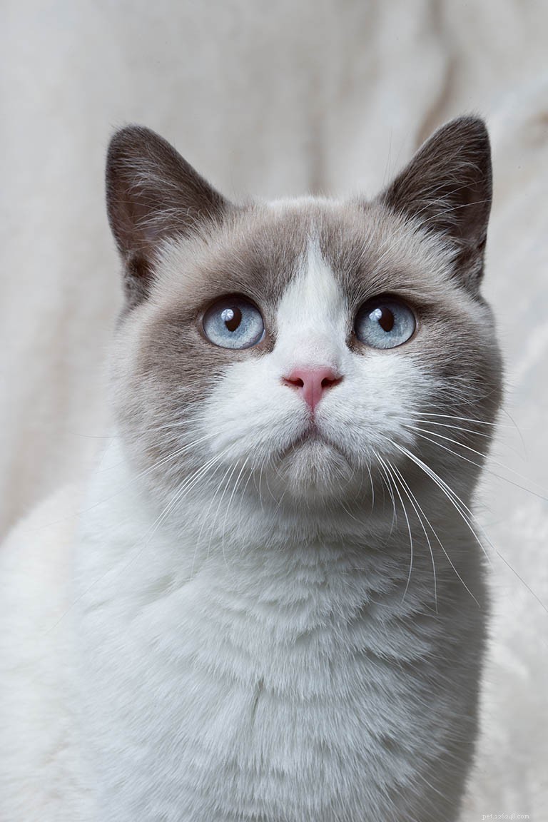 British Shorthair Cat: In-Depth Breed Profile & Key Facts