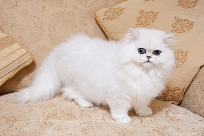 Chinchilla Cat Breed Profile: Characteristics, Care, and Temperament