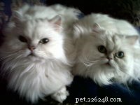 Chinchilla Cat Breed Profile: Characteristics, Care, and Temperament