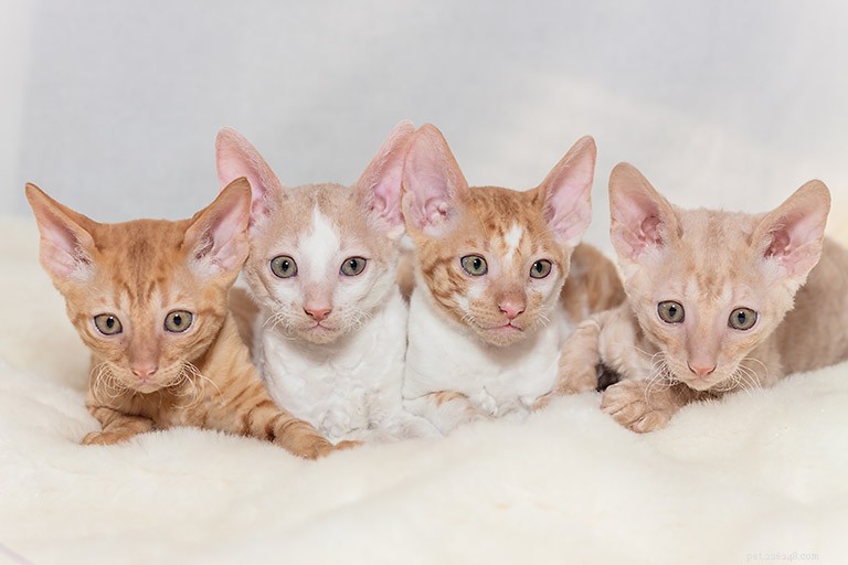 Cornish Rex Cat: A Gentle, Silky‑Coated Companion – Breed Profile & Care Tips