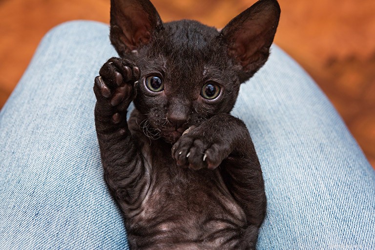 Cornish Rex Cat: A Gentle, Silky‑Coated Companion – Breed Profile & Care Tips