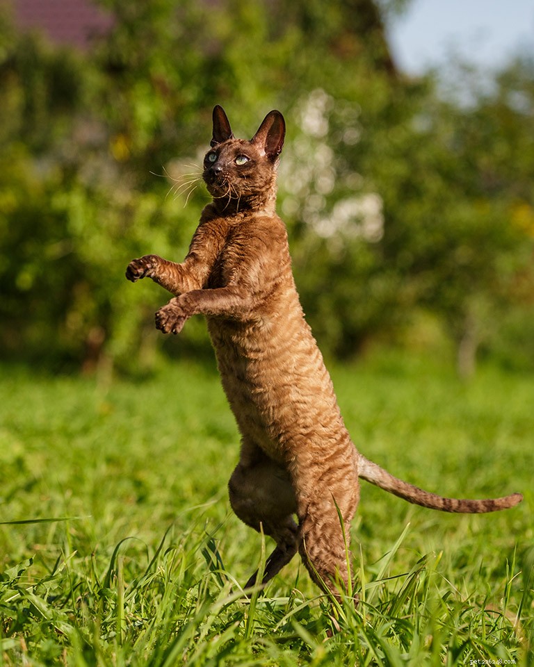 Cornish Rex Cat: A Gentle, Silky‑Coated Companion – Breed Profile & Care Tips