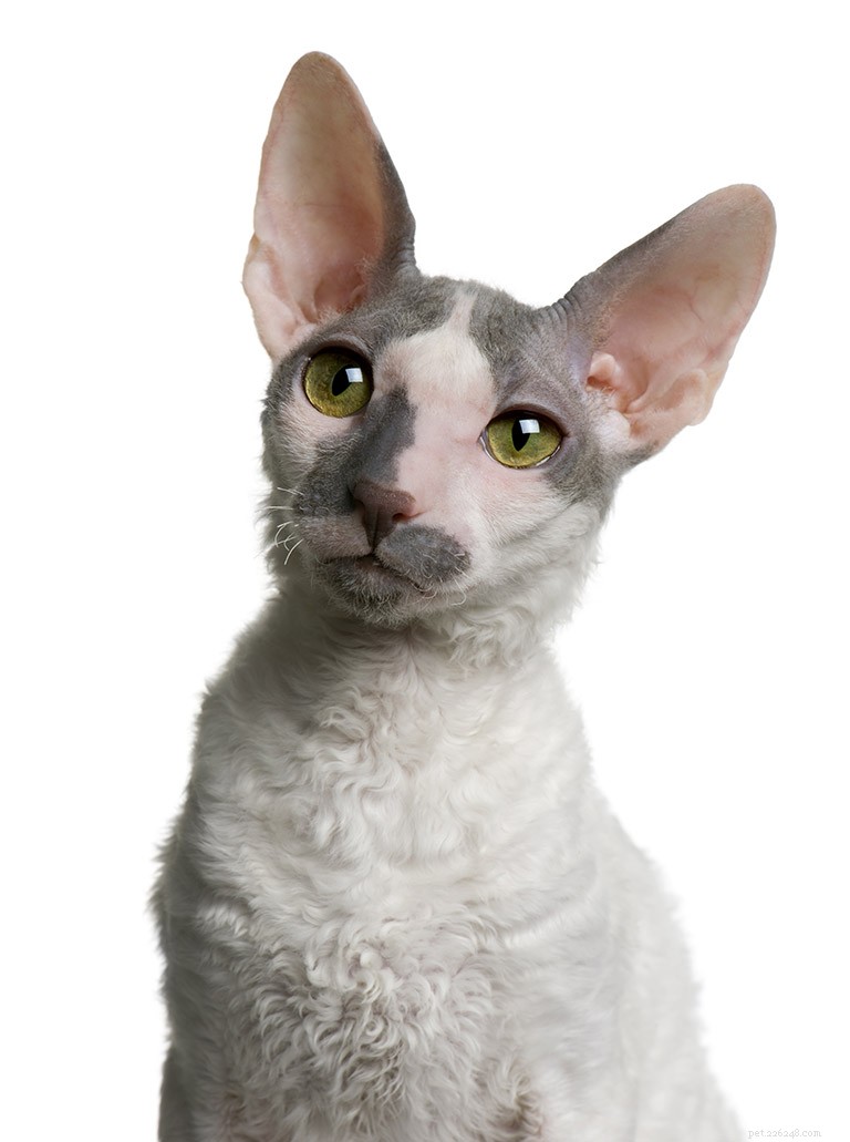 Cornish Rex Cat: A Gentle, Silky‑Coated Companion – Breed Profile & Care Tips