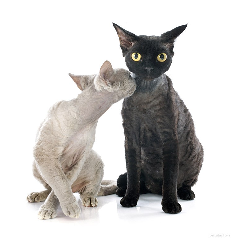 Devon Rex Cat: Breed Profile, History & Care Tips