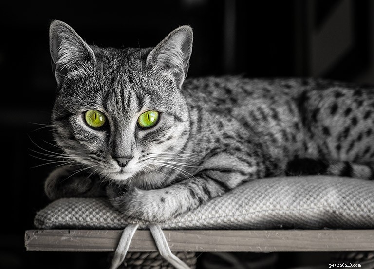Egyptian Mau Cat: History, Traits, and Care Guide