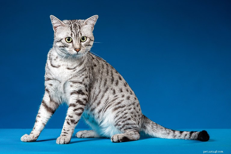 Egyptian Mau Cat: History, Traits, and Care Guide