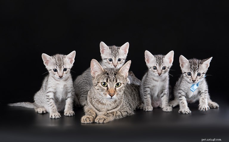 Egyptian Mau Cat: History, Traits, and Care Guide