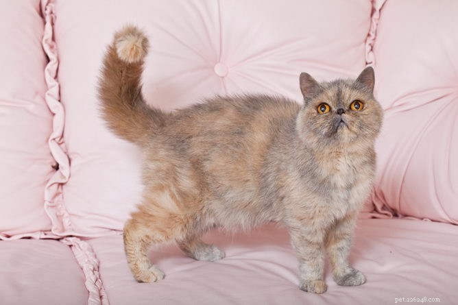 Exotic Shorthair Cat: Comprehensive Breed Profile & Care Guide