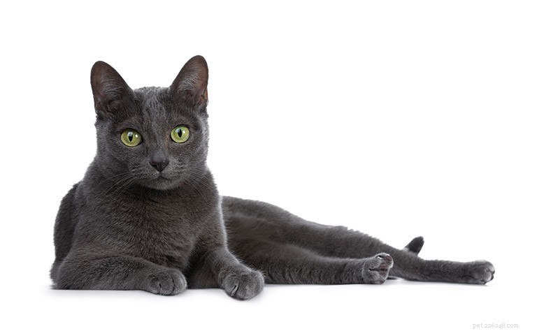 Korat Cat: Breed Profile, History & Cultural Significance